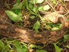 About 3 0m Royal Python